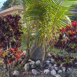 2 Coconut Trees For Sale