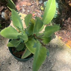 Mala Madre Kalanchoe Multiples