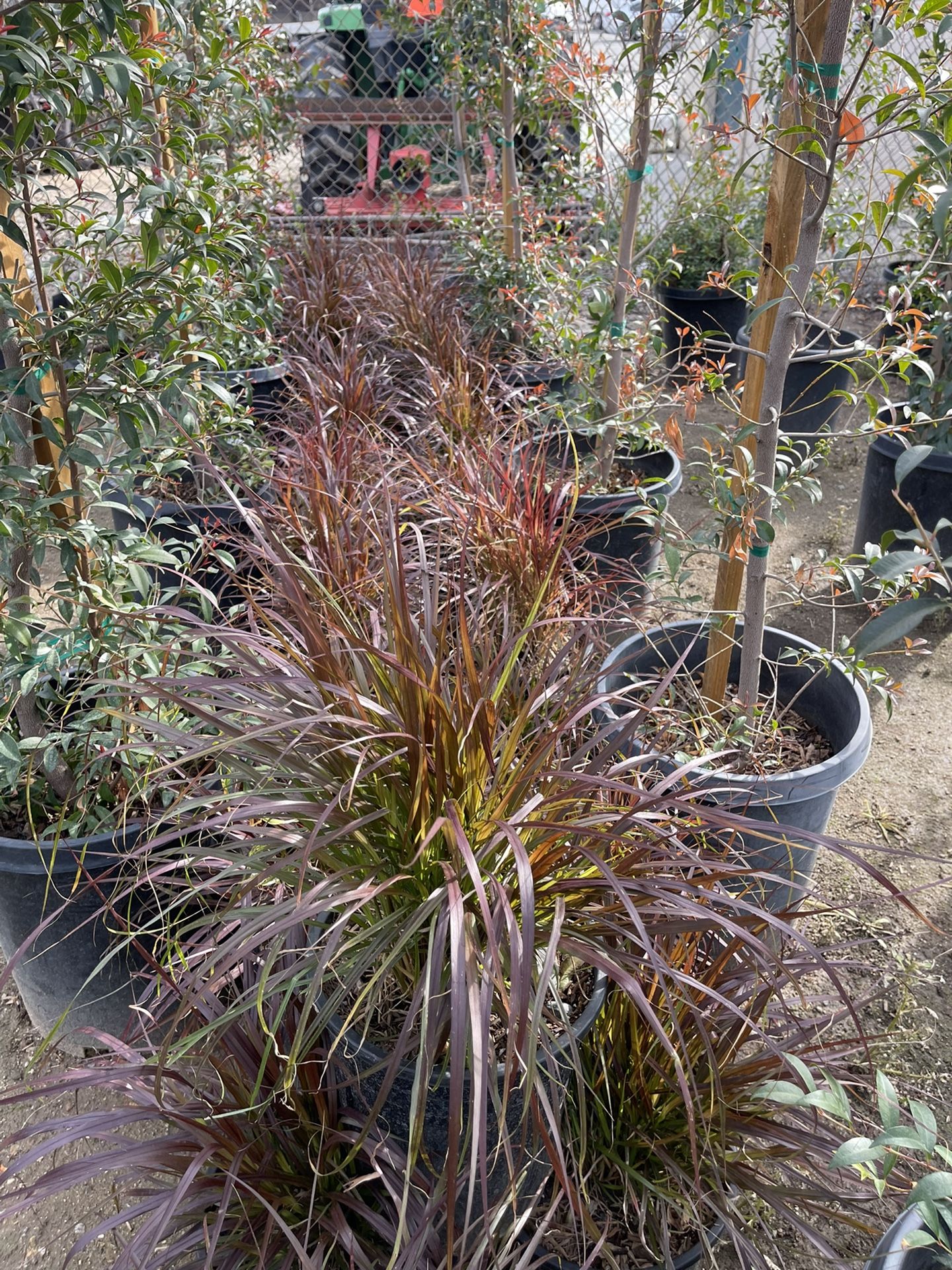5 Gallon Fountain Grass