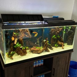 75 Gallon Tank With Tons Of Extras 