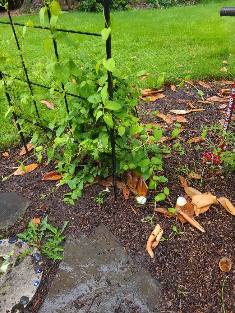 Honeysuckle Plant