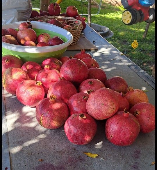 Granadas De Venta/ Pomogrands For Sale$ 1.00 E/a