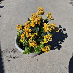 Planta Viva De Kalanchoe🪴🌱🏵