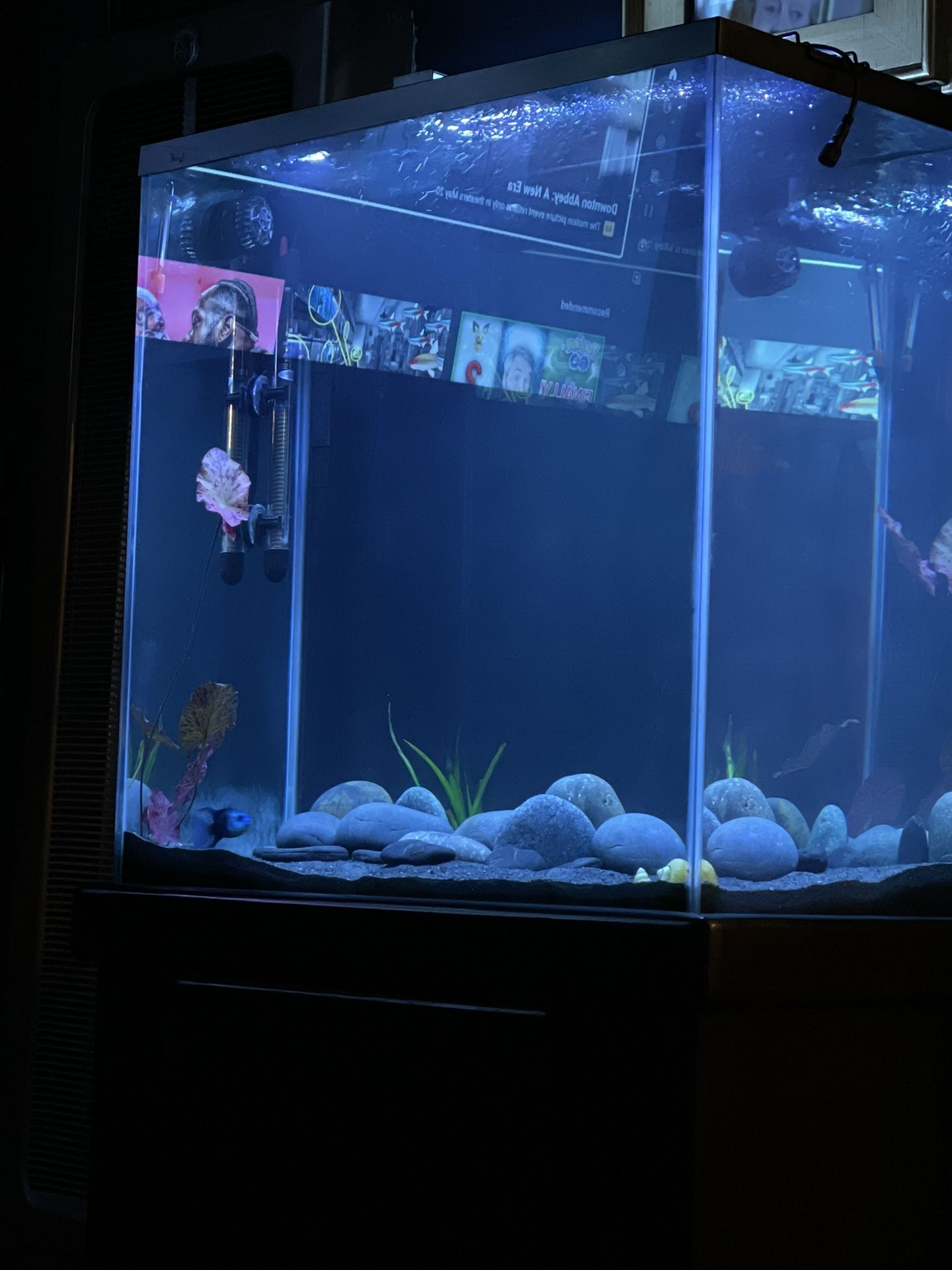 Fish Tank Free