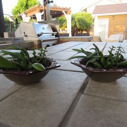Pair Of Brown/Green Garden Pots With Succulents 