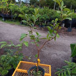 Thai Guava  Plants Airlayered  3gal  Arboles  De  Guayaba  Thailandesa  Injertados  3gal 
