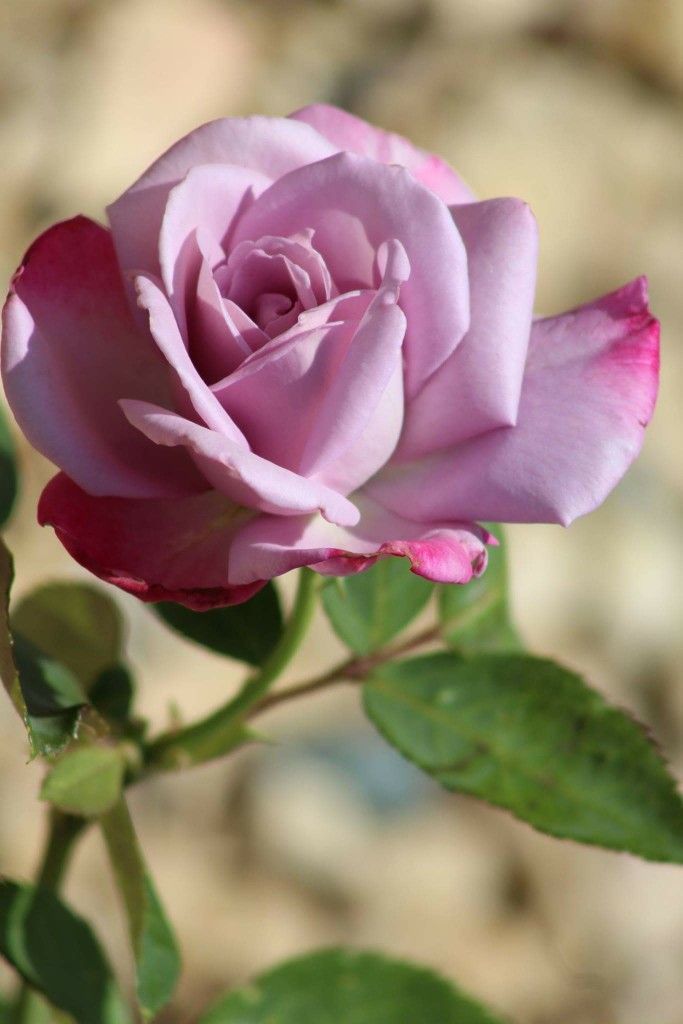 Moonlight Magic Hybrid Tea Rose 5 gallon