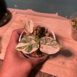 Monstera creme brule