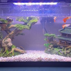 Complete 5 Gallon Fish Tank Kit – Filter, Heater, Light, Feeder & Decor