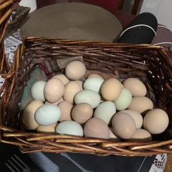 Fresh Eggs