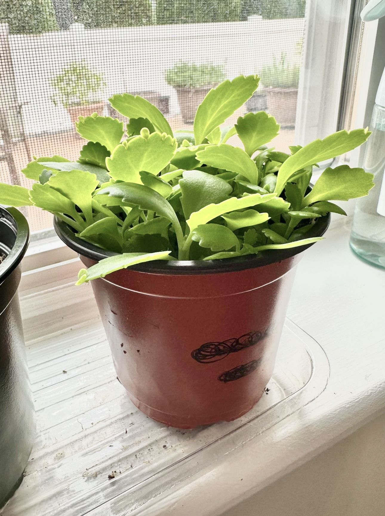Mother Of Thousands Plants 4” Diameter - Multiple Plants