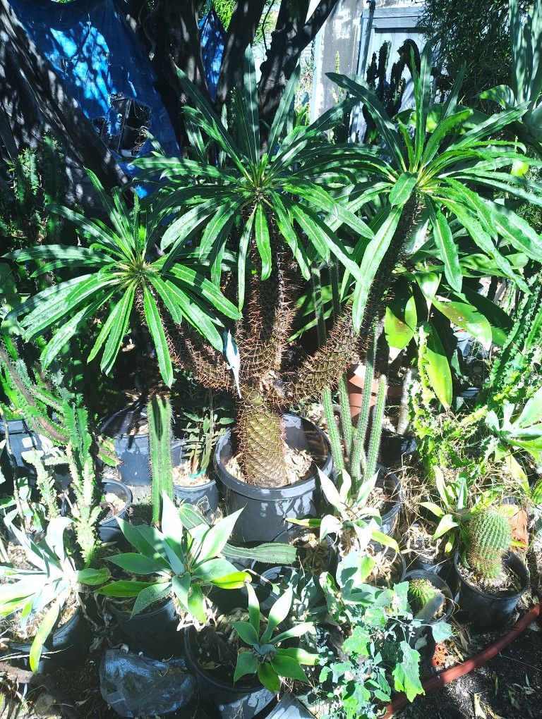 Madagascar Palm Plant