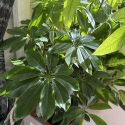 ♥️MOONDROP UMBRELLA♥️Please Read Description(RARE KIND OF MOONDROP)