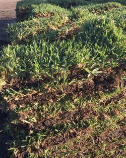 St Augustine Sod Pickup🛍 Or Delivery 🚚