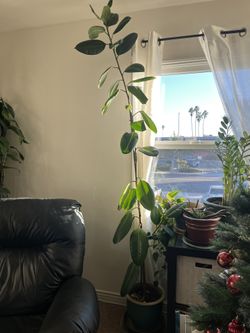 8ft Rubber Tree Plant with Pot