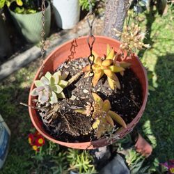 Suculentas Hermosas Plantas 💖 