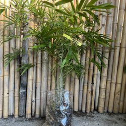 Bamboo Plants 3gal