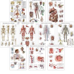 Anatomical Poster Set - LAMINATED