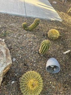 cactus