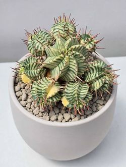 Euphorbia