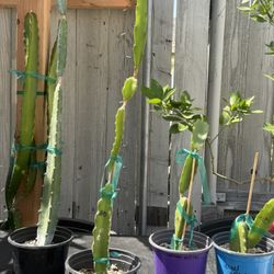 Dragon Fruit “American Beauty “