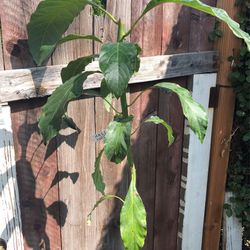 Organic Hass Avocado Tree 4 Ft Tall Pick  up In Azusa 