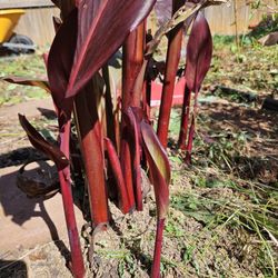 Canna Lilly