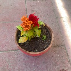Gorgeous Plant  For Outside 