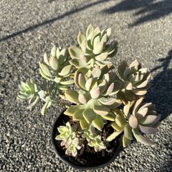 Succulents