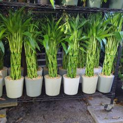 Lucky Bamboo . SPECIAL PRICE 🤩