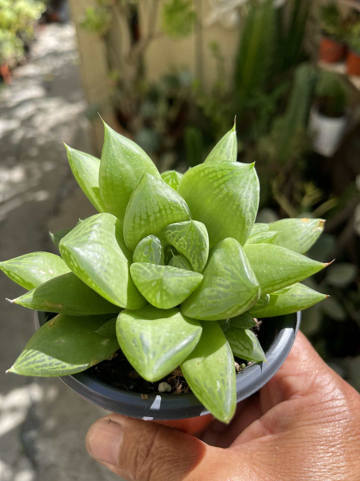 Haworthia Succulent Plant