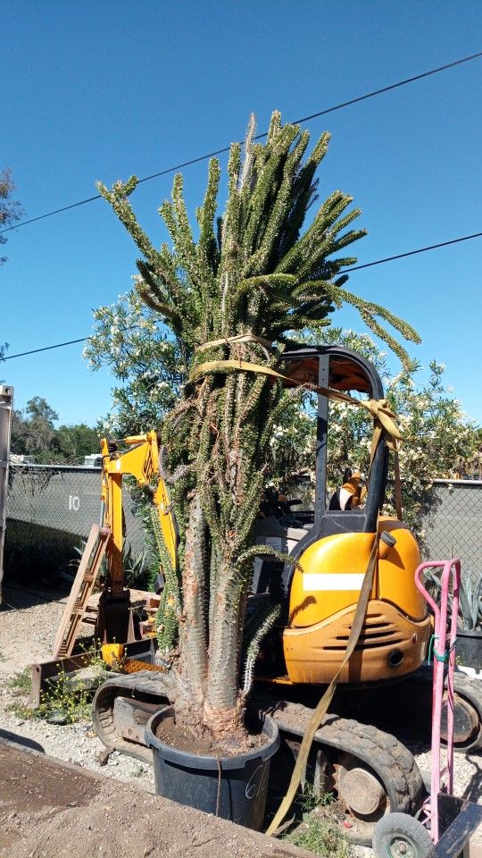 Planta