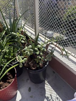 Plants Sale ๐ชด 10-15 OBO