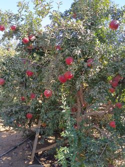 Pomegranates for sale