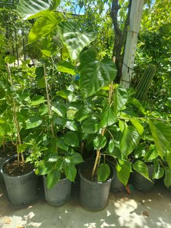 Mulberry Trees For Sale
