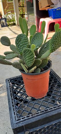 Love ❤️ . Multiple cactus plants