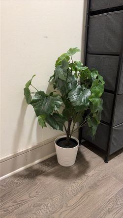 Plant