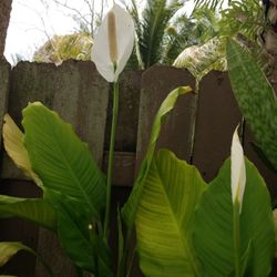 Peace Lily $10.00