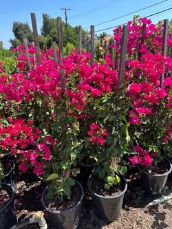 Bougainville