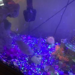 Big Fish Tank And Stand With Fish