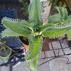 Plants / Succulents For Sale