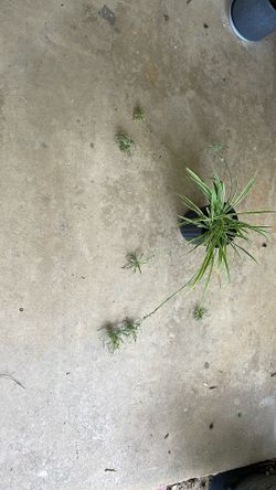 AIRPLANE PLANT w Several Pup Shoots