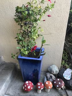 Plants and plant stands