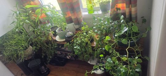 House plants