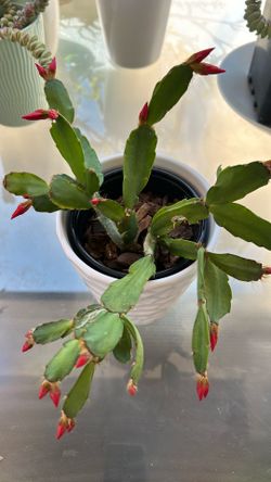 Succulent Plant