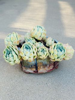 Succulents plants 🌱 （ECHEVERIA ELEGANS 'BERRY' ）