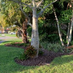 FREE Ceiba Tree Plant