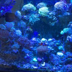 Fish Tank For Sale