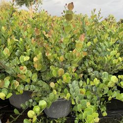 Red Tip Cocoplum Plants 