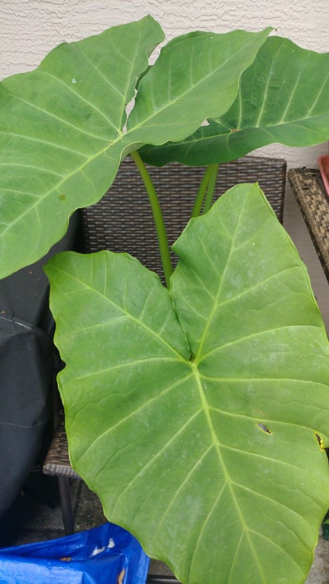 Large Elephant Ear Plant 3.5  Feet Tall